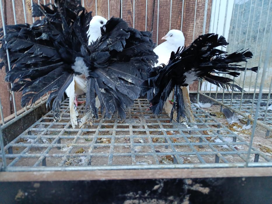 Pawiki gołębie  pary