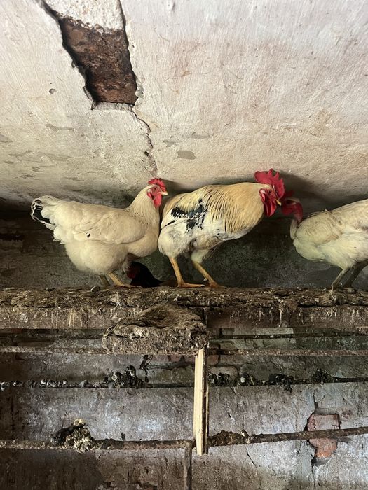 Продам домашніх курочок