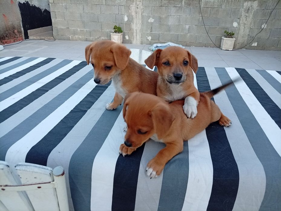 Adoção responsável de cães bebes
