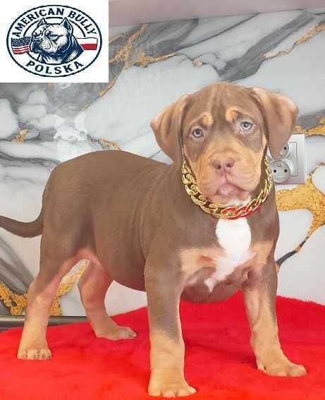 American bully xl suczka 9 tygodni wysoka jakość