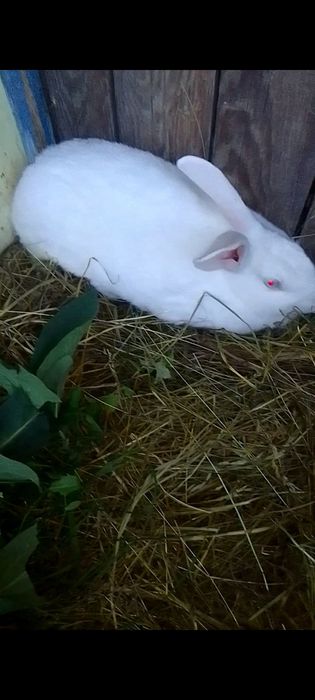 Кріль білий 8 місяців продам