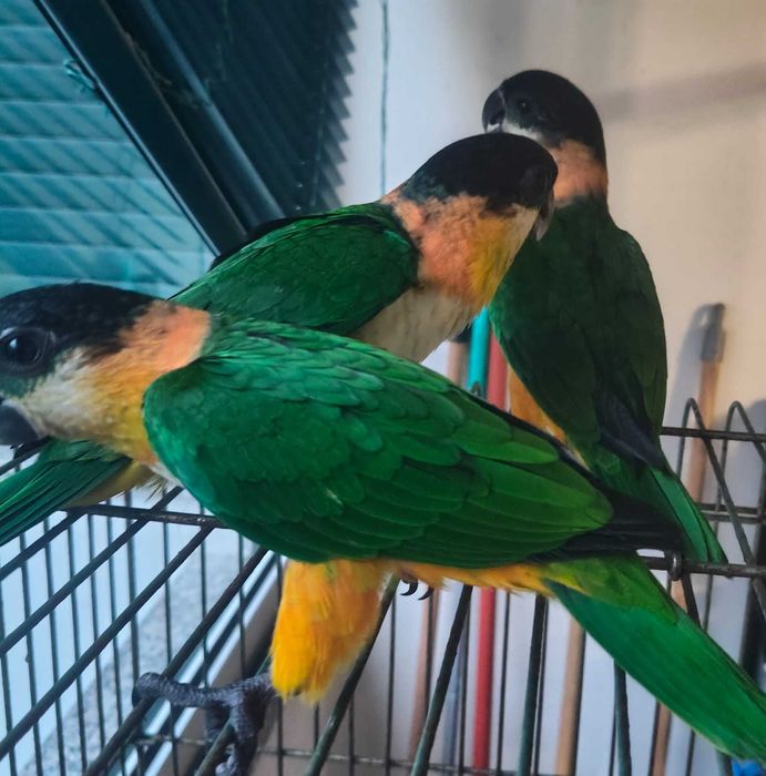 Marianinhas de cabeça preta