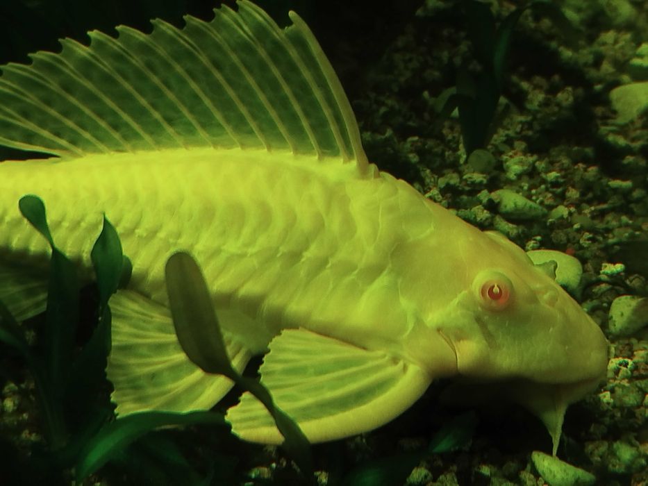 Plecostomus grandes