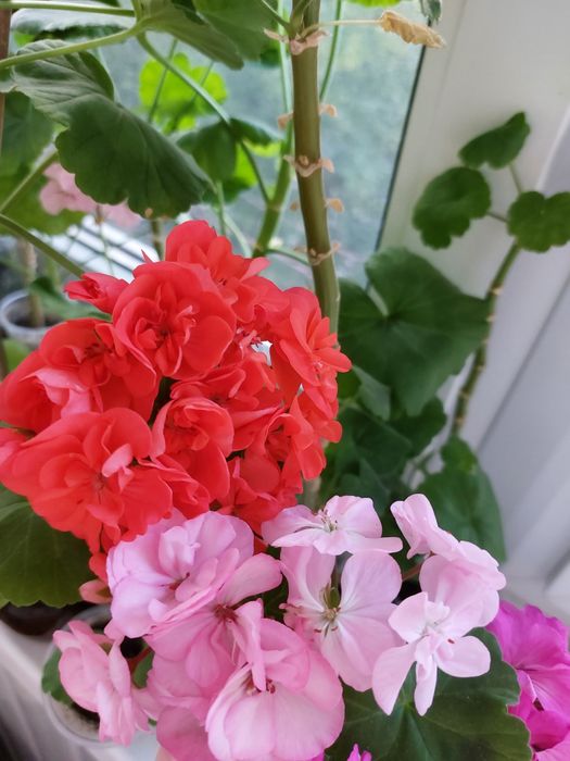 Герані по 55 грн ОЛХ укрпоштою