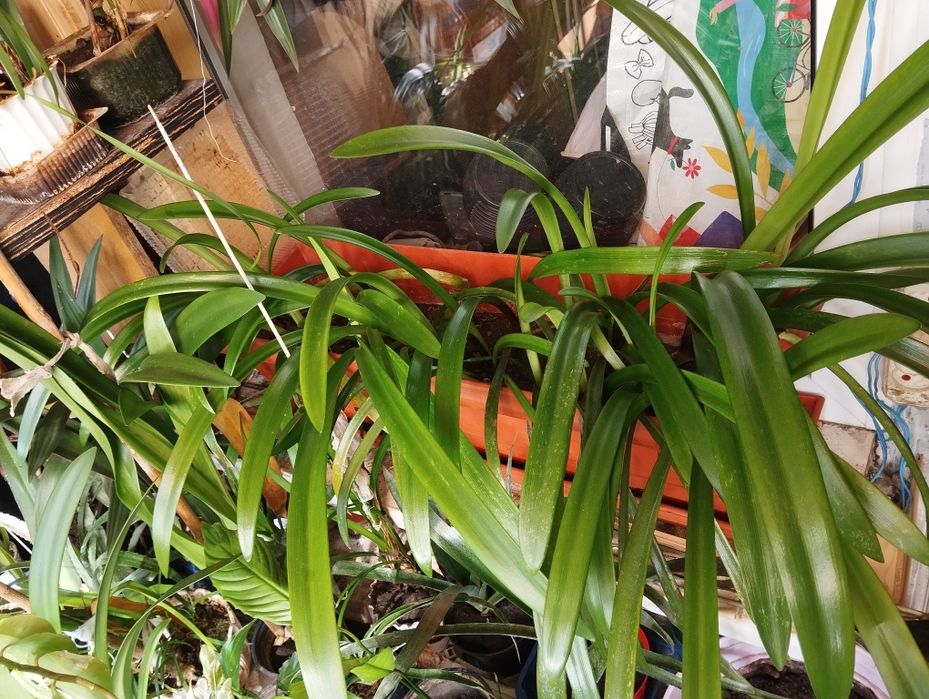 Рассада ярко красного амарилиса.