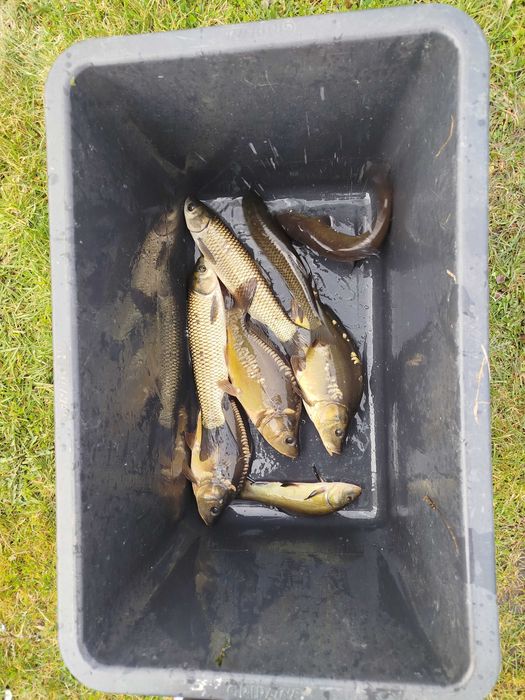 Narybek kroczek ryby karp