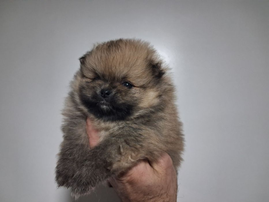 Spitz anão macho lop e afixo ,lulu da pomereania