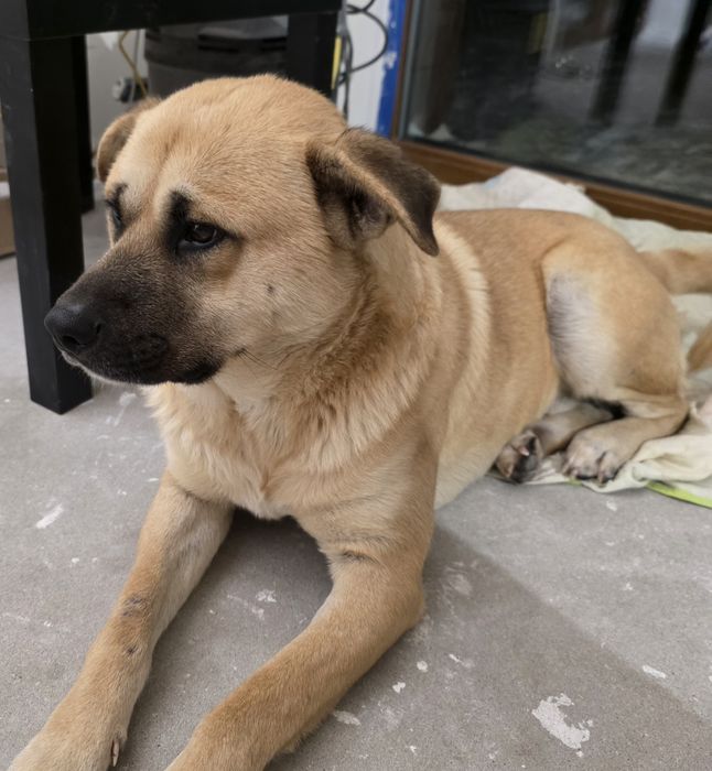 Znaleziono Psa w okolicy wsi Narew