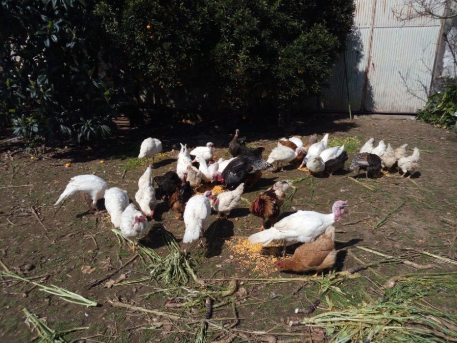 Ovos Caseiros do Campo (Dúzia 3,20€)