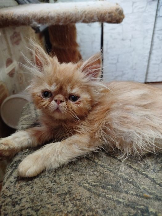 Персидські кошенята