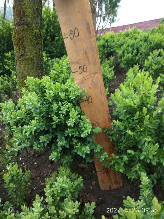 Самшит формований, туя колоновидна.