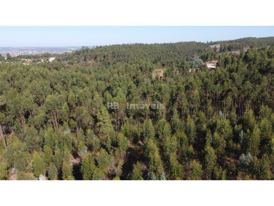 5 Terrenos de Eucaliptal - Carril, Tomar — Serra E Junceira, Santarém