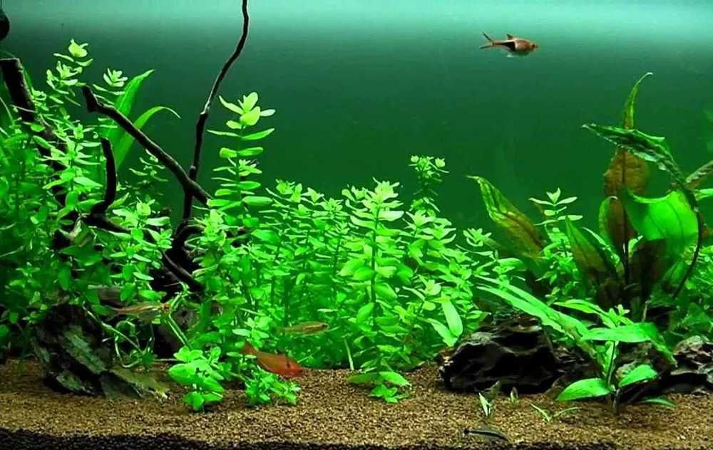 Lote de plantas fáceis para aquário - Principiantes