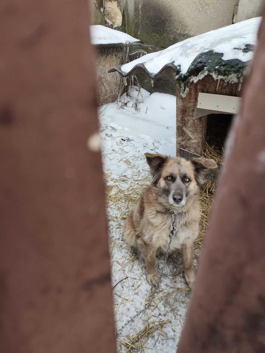 Ищем семью для собаки