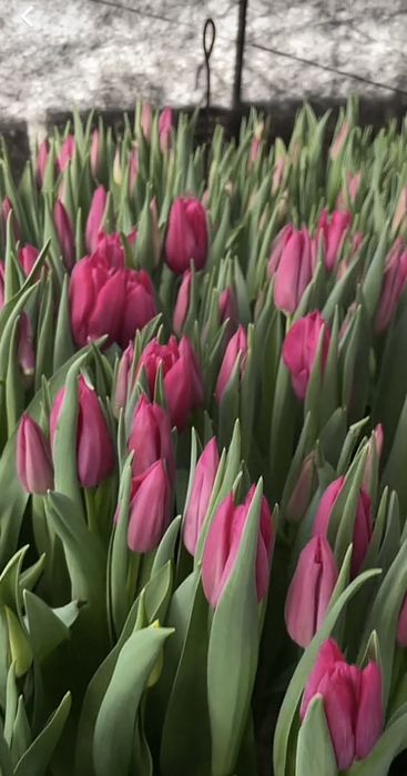 Тюльпани до 8 Березня | Передзамовлення | Понад 30 сортів