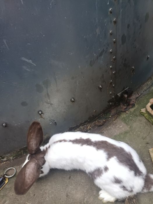 Samce. .              .