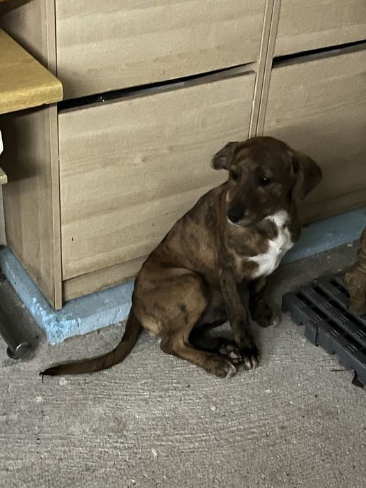 Cão Junior para Adoção