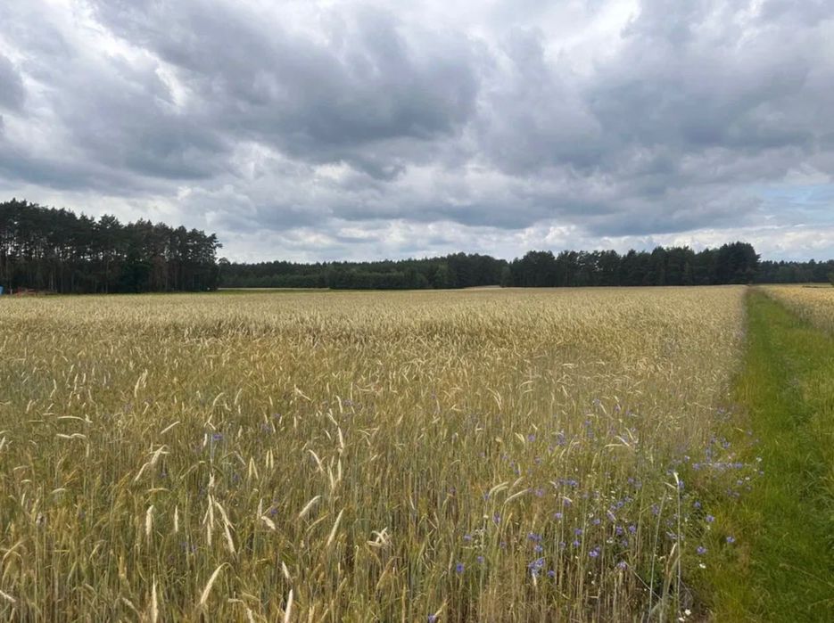 6,62 ha przy DK61 – ziemia rolna w jednym kawałku - Widok 2