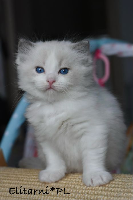 Kocurek, rodowód FPL, hodowla 15 lat.