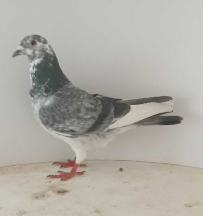 Lindo pombo correio de 2026