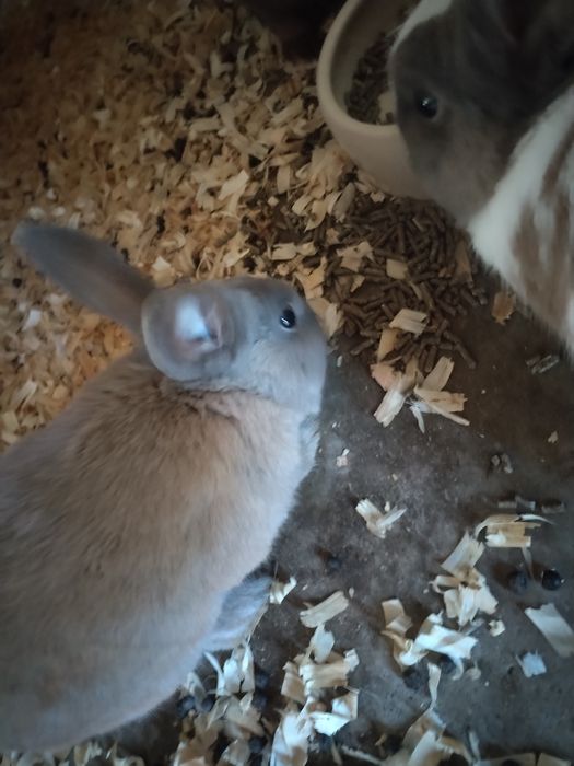 Doa se coelhos meigos