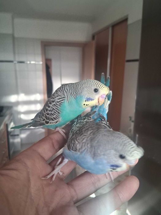 Piriquitos lindos