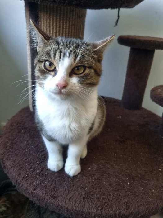 Kocurek Igor szuka domu