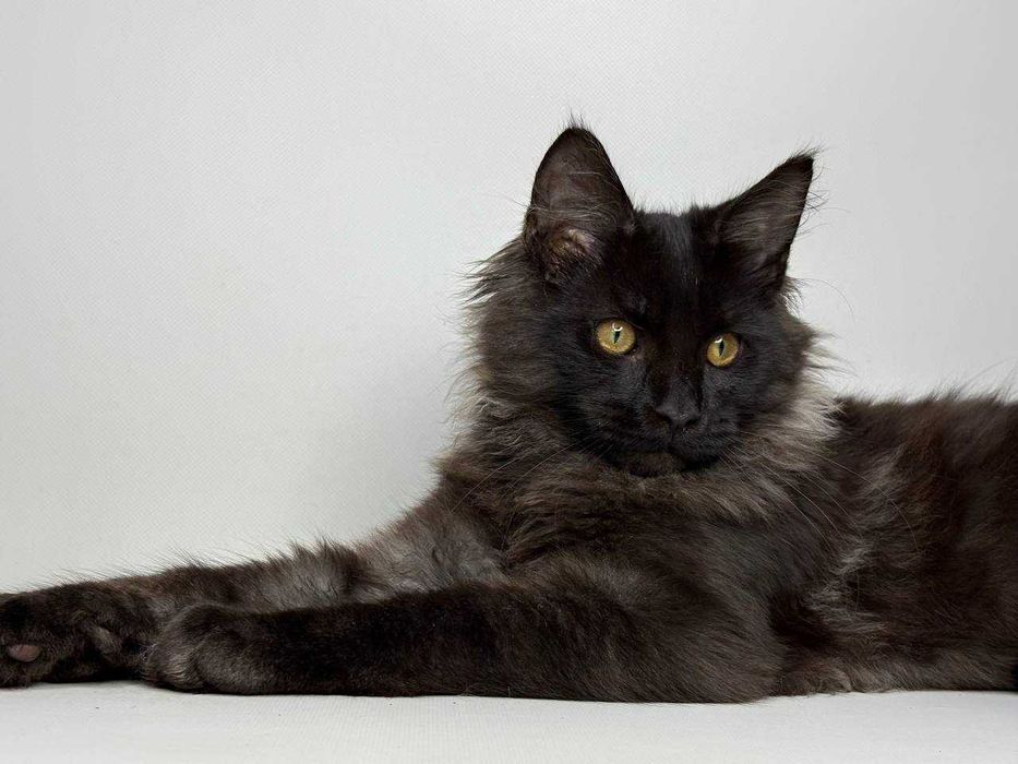 Мейн-кун чорний хлопчик — породистий, клубний, документи WCF