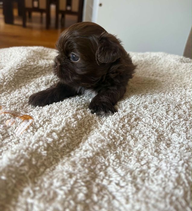 Shih tzu.