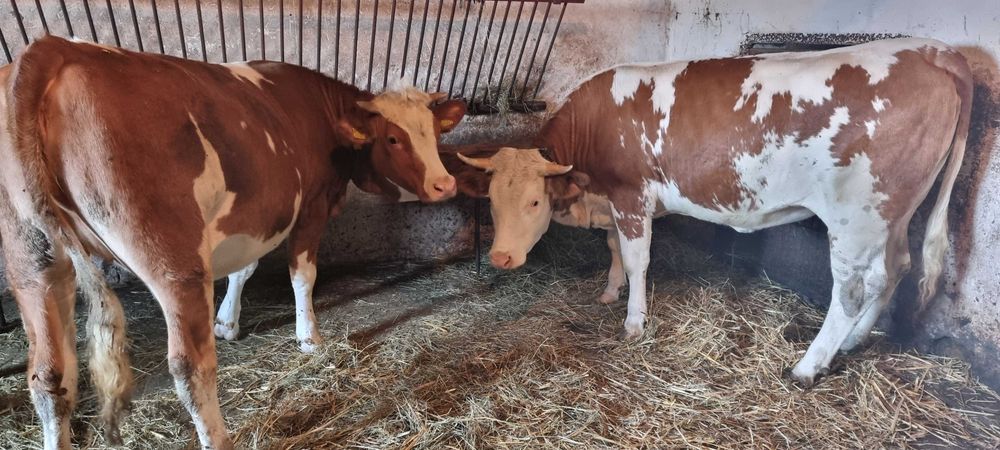 Sprzedam jalowki do chowu