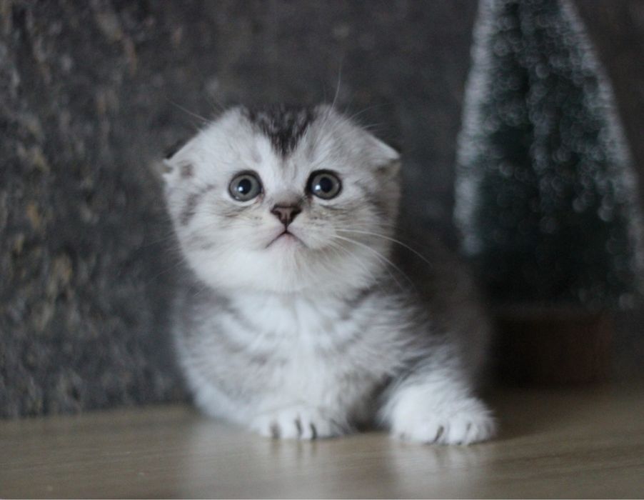 Шотландські висловухі кошенята — маленьке щастя у долонях