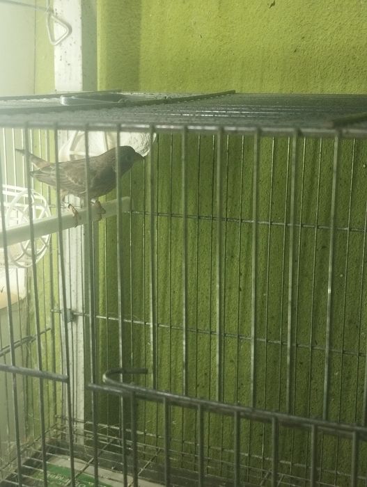 Fêmeas carpodacus mexicanus
