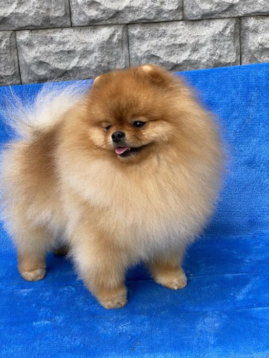 Вʼязка померанський шпіц ведмежого типу