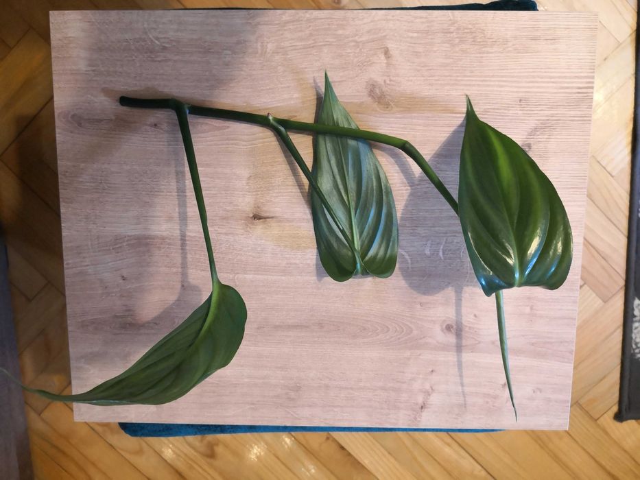 Philodendron sp. papua new guinea