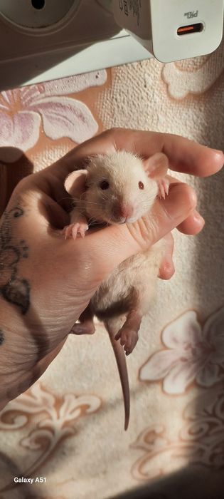 Крыса рекс девочка дамбо