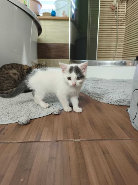 Киця в добрі руки