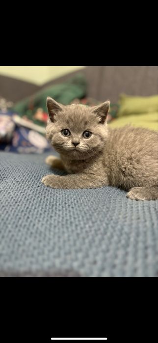 Kotki brytyjskie point, niebieskie