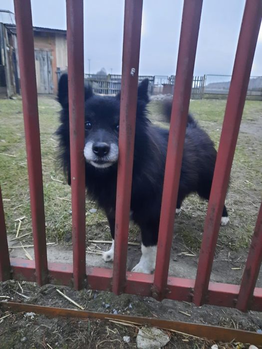 Czy Misio znajdzie domek?