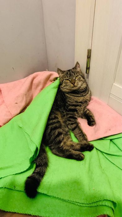 Котик шукає дім. дуже ласкавий
