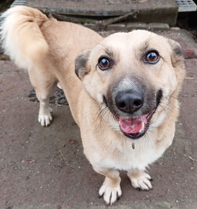 Sid poleca się do adopcji!!!