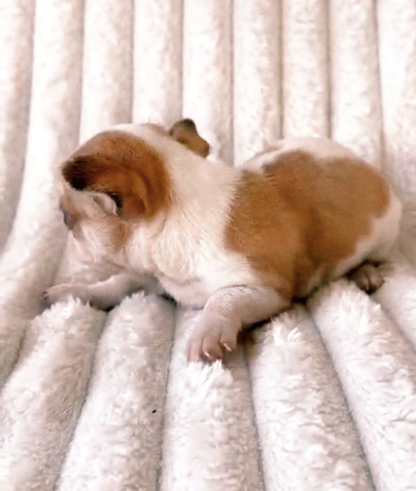 Chocolate Menino  Super Mini.Branco e laranja. Perfeito!