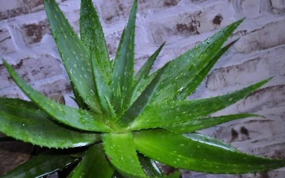 Алоэ Вера лечебное. Настоящее