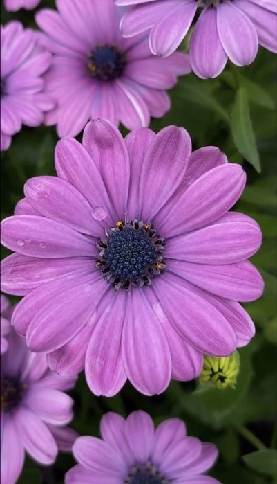 Остеоспермум (африканська ромашка) серії Dalina Compact