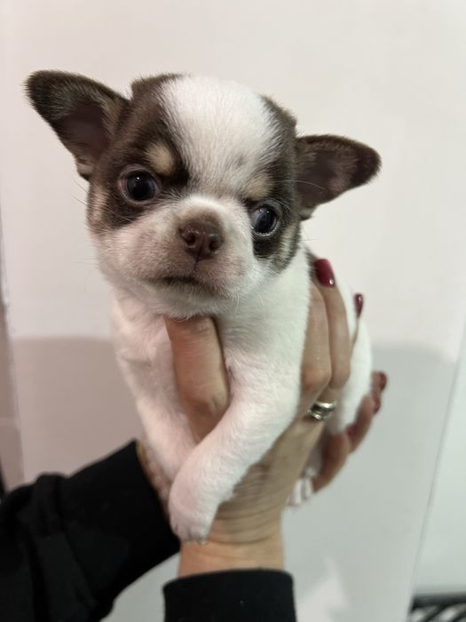 Хлопчик чіхуахуа