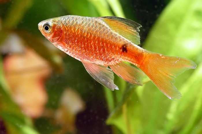 Brzanka różowa neonowa fajna rybka