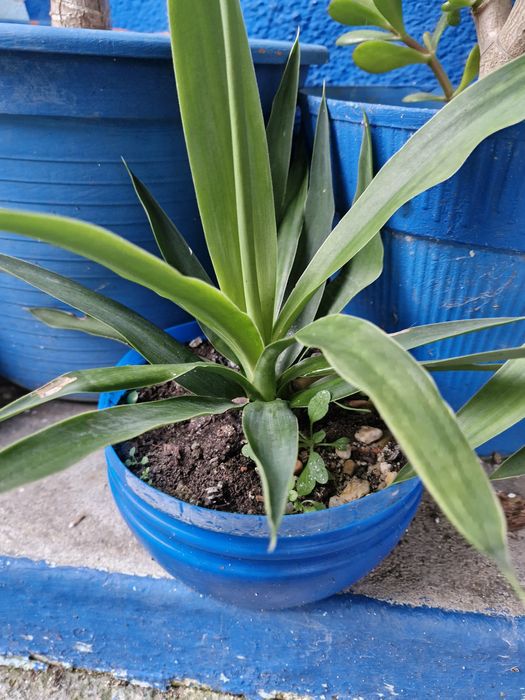 Palmeiras Yuccas vários tamanhos