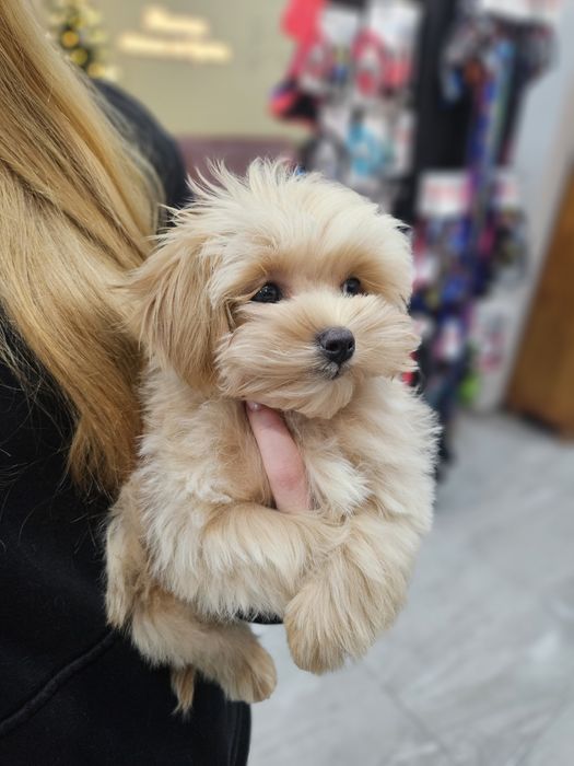 Mini дівчинка мальтіпу ф1, maltipoo,  maltypoo