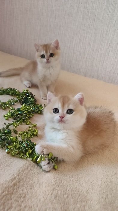 ЗОЛОТАЯ шиншилла