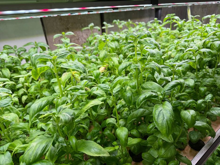 Продається бізнес міні-агроферма