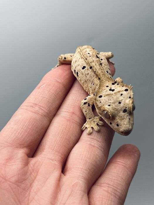 Gekon orzęsiony możliwe terrarium wyprawka